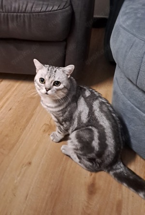 BKH Deckkater