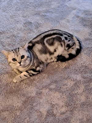 BKH Deckkater Bild 2