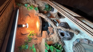 Holzterrarium mit 3 Leopard Gecko s 