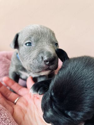 Presa Canario Mix Welpen
