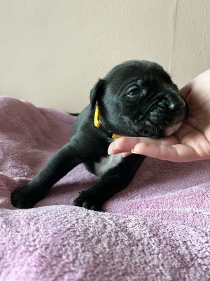Presa Canario Mix Welpen