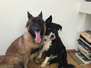 Border Collie-Malinoise Welpen Kreuzung der Superlative