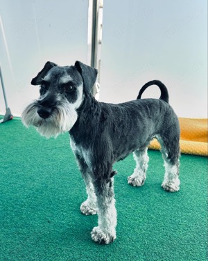 Zwergschnauzer Deckrüde
