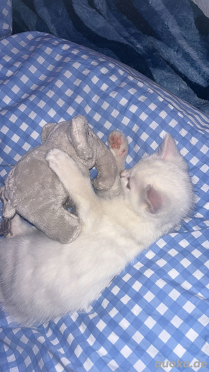 Europäische kurzhaar Kitten