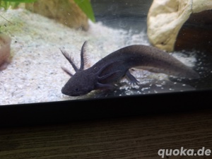 Axolotl melanoid 