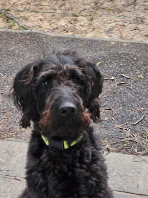 Labradoodle Milo sucht ein neues Zuhause