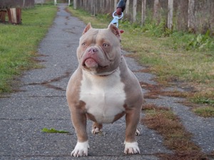 American Bully Micro Pocket Size  ABKC 