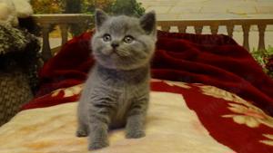 BKH Kitten Katze Kater Blau Erbkranheiten getestet 