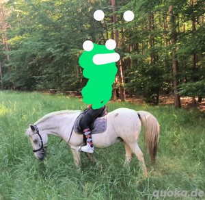Reitbeteiligung oder Pflegebeteiligung für aufmerksamen Tinker  gesucht  Bild 5