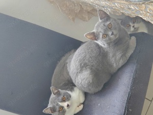 Wunderschön Bkh Kitten suchen ein neues Zuhause!