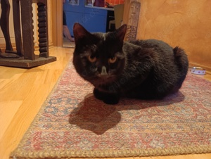 Verschmuster Kater sucht schönes Zuhause 