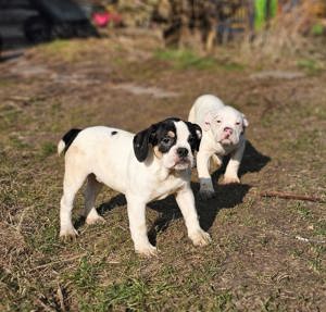 Old English Bulldog, OEB, Welpen, Rüde, Abgabebereit