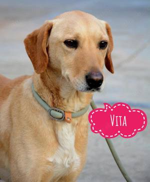 Vita, liebenswerte Labrador Mix Hündin