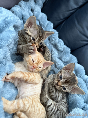 Devon Rex Kitten mit Stambaum 