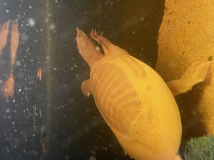 Chinesische Weichschildkröte Albino Pelodiscus sinensis
