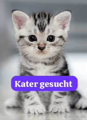 kleiner Kater gesucht 