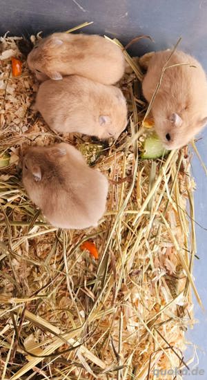 Dschungarischer Zwerghamster Babys