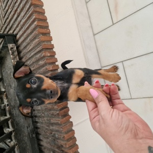 Deuscher Pinscher Welpenmädchen