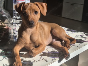 Zwergpinscher Welpen