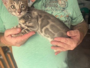 Bengalkatze Katzen & Katzenbabys in Dortmund kaufen, verkaufen & zu