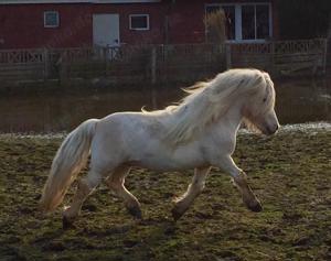 Deckanzeige Shetlandpony Shetty Deckhengst