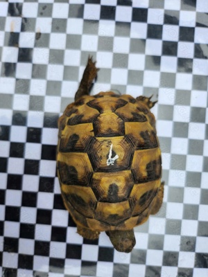 Landschildkröten 2023 (THB) Bild 5