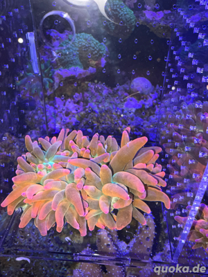 Anemonen Entacmaea Quadricolor   Blasenanemone Sunburst Meerwasser Bild 6