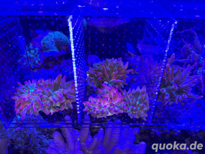 Anemonen Entacmaea Quadricolor   Blasenanemone Sunburst Meerwasser Bild 7