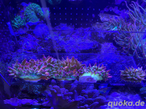 Anemonen Entacmaea Quadricolor   Blasenanemone Sunburst Meerwasser Bild 5