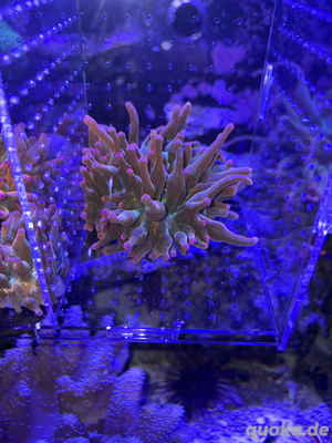 Anemonen Entacmaea Quadricolor   Blasenanemone Sunburst Meerwasser Bild 10
