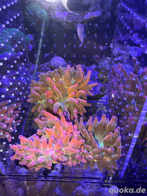 Anemonen Entacmaea Quadricolor   Blasenanemone Sunburst Meerwasser Bild 8