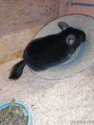 Chinchilla Pärchen, Bock kastriert 
