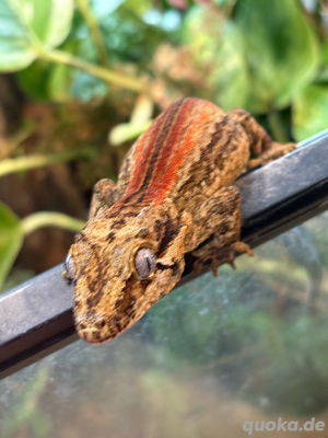 Höckerkopfgecko Männchen