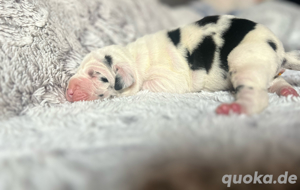 Deutsche Dogge Welpen mit VDH KyDD Papiere