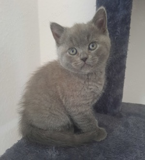 BKH Kitten Mädchen 