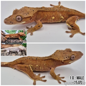 schönes junges Kronengecko C.ciliatus Männchen 