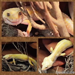 Drei Leopardgecko Weibchen 