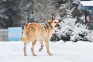 Schöner Anton sucht liebevolles Zuhause Bild 3