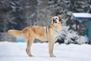 Schöner Anton sucht liebevolles Zuhause Bild 2