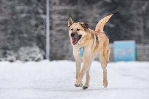 Schöner Anton sucht liebevolles Zuhause Bild 4