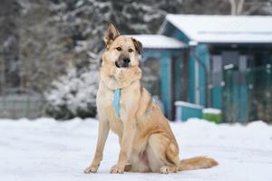 Schöner Anton sucht liebevolles Zuhause Bild 5