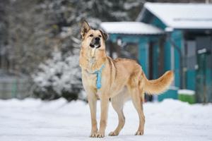 Schöner Anton sucht liebevolles Zuhause Bild 6