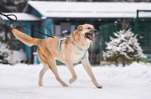 Schöner Anton sucht liebevolles Zuhause Bild 8
