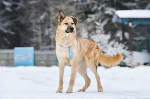 Schöner Anton sucht liebevolles Zuhause Bild 7
