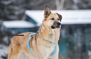 Schöner Anton sucht liebevolles Zuhause Bild 9