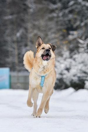 Schöner Anton sucht liebevolles Zuhause Bild 10
