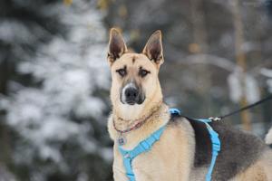 Lieber Cäsar sucht liebevolle Familie Bild 3