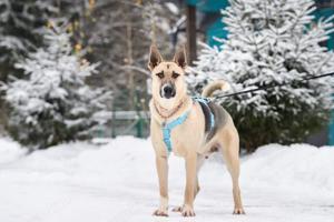 Lieber Cäsar sucht liebevolle Familie Bild 2