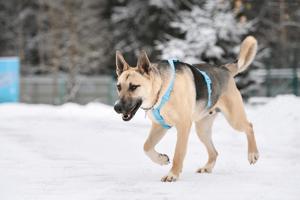 Lieber Cäsar sucht liebevolle Familie Bild 5