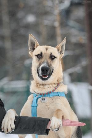 Lieber Cäsar sucht liebevolle Familie Bild 7